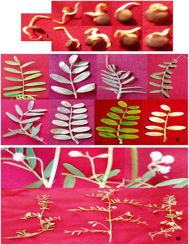 Figure 1. (i) Germination pattern of mutagen treated seeds from lower to higher doses with MMS treated in first row and MMS + DMSO treated in second row and control on left, (ii) Isolated leaf morphological and chlorophyll variations, (iii) plant showing variations in the number of flowers and pods at the node