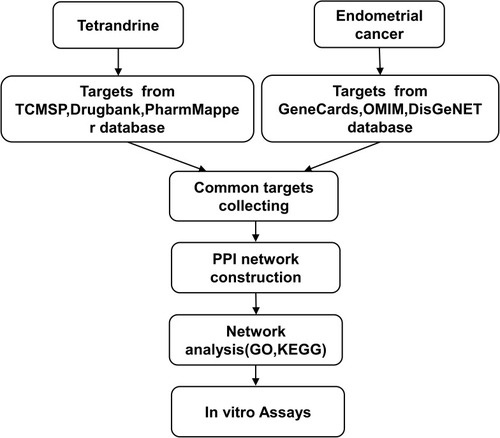 Figure 1 Workflow for the identification potential mechanism of tetrandrine in treating endometrial cancer.