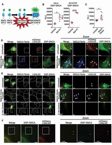 Figure 1. DSP-SNCA is secreted in response to lysosomal acidification inhibitors and exogenously added SNCA fibrils. (A) A cartoon depiction of SNCA linked to complementing halves A and B of the DSP construct. (B) Relative light units (RLUs) were measured from the RLuc signal in the cultured media from the stated cell lines 24 h after treatment with vehicle (0.1% DMSO) or Baf-A1 indicating the levels of complemented DSP-SNCA. (C) RLU signal detected in the cultured media from SH-SY5Y DSP-SNCA cells 24 h after control or SNCA fibril treatment. Statistical significance determined by a paired t-test. Data shows the mean value from at least three independent experiments where each data point indicates a biological replicate. Data are expressed as M ± SE. For all statistical tests *, **, ***, ****, p < 0.05, 0.01, 0.001, and 0.0001, respectively. (D) Z-stacks of untreated or fluorescently labeled SNCA fibril-treated HeLa DSP-SNCA and mCherry galectin-expressing cells. (E) The white arrow point to colocalized DSP-SNCA+ and mCherry LGALS3+ events in untreated cells and colocalized DSP-SNCA+, mCherry LGALS3+, and SNCA fibril+ events in the SNCA fibril-treated cells. (F) A representative z-stack of dually transduced DSP-SNCA SH-SY5Y cells from untreated and SNCA fibril-treated cells probed for LGALS3. Cell boundaries are shown as a white border. White arrows point to DSP-SNCA+, LGALS3+ double-positive events in untreated and DSP-SNCA+, LGALS3+, SNCA fibril+ triple-positive events in the SNCA fibril-treated conditions. (F) Extracellular colocalization of DSP-SNCA+ and mCherry LGALS3+ events observed in untreated cells.