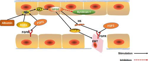 Figure 4 The effect of FGF2 on EMT in renal tubular epithelial cells. The effect of Albuminuria, AGEs and FGF2 on PI3K/AKT pathway mediated expression of HPSE. HPSE can hydrolyze HSPG to generate HS fragments and inhibit the overexpression of multiligand proteoglycan-1, essential for FGF2 activation of. In addition, HPSE regulate the expression and activity of TGF-β.