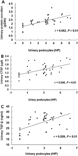 Figure 3. Correlation analysis between the urinary excretion of podocytes and proteins and the urinary levels of proteins (A), CTGF (B) and TGF-β1 (C) in DKD patients.