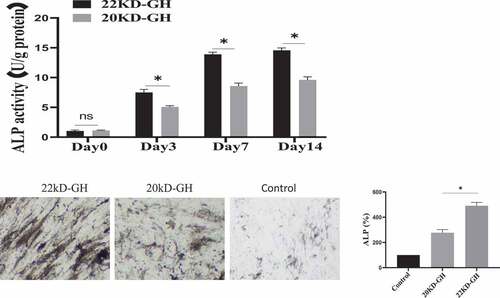 Figure 7. A. ALP activities of bm-MSCs in the osteogenic medium supplemented with 20 kD-GH or 22 kD-GH for 0–14 days. B. the relative TAZ, RUNX2 and OCN mRNA levels by RT-PCR expression.*P < 0.05 vs control. C. Western blot analysis for the relative protein levels of TAZ and OCN. Data are presented as mean ± standard deviation (SD). The asterisk indicates that the phosphorylation level is significantly different.
