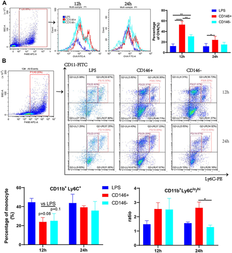 Figure 4 Modulation of phagocytosis and subsets of peritoneal macrophages by CD146 ±MSCs in septic mice. (A) OVA were added to peritoneal macrophages, and the percentage of OVA (%) represents the phagocytosis rate. The OVA-FITC+ cells in F4/80 + was determined by flow cytometry. Histograms reflect phagocytic capacity of peritoneal macrophages. (B) The monocyte in peritoneal macrophages were labelled with CD11b and Ly6C. Representative flow cytometry data for CD11b+Ly6C+ cells of LPS,CD146+,CD146- groups. (C) The CD11b+Ly6C+ monocyte in peritoneal macrophages include inflammatory CD11b+Ly6Chi and reparative CD11b+Ly6Clo cells. The ratio of CD11b+Ly6Chi/CD11b+Ly6Clo was calculated.