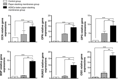 Figure 12 The real-time quantitative polymerase chain reaction results of osteogenic gene expressions in different groups.Notes: The adipose-derived stem cell (ADSC)-laden paper-stacking membranes group had the highest osteogenic gene expressions (osteocalcin [OCN], osteopontin [OPN], osteoproteoglycan [OPG], bone sialoprotein [BSP], runt-related transcription factor 2 [RUNX2], and osterix [OSX]). **P<0.05, ***P<0.01.