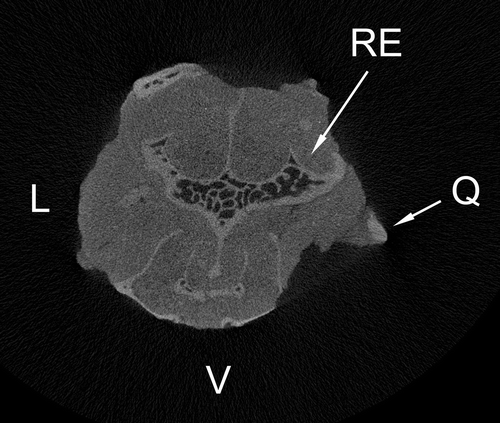 Fig. 4  CT scan showing transverse section of the fossil shearwater skull (Puffinus sp.) just anterior to the orbit (L: left side; V: ventral side; RE: right ectethmoid; Q: quadratojugal). (Scan by S. Malak, Bioengineering Institute, University of Auckland.)
