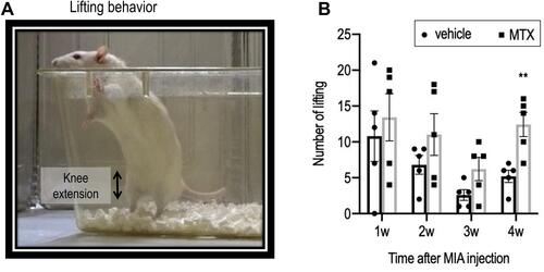 Figure 5 Time courses of the changes in the number of lifting in the vehicle group (n=5) and the MTX group (n=5). (A) A lift was counted when the rat’s eyes were over the horizontal surface of the cage height. The number of liftings for 10 minutes were measured weekly after MIA injection. (B) Although there was no main group effect (2-way ANOVA with repeated measures, P=0.1), the MTX group showed higher number of liftings than vehicle group at week 4 (**P <0.01, by post hoc Šidák’s comparison).