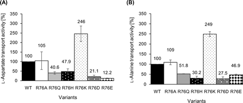 Fig. 3. Analysis of the l-aspartate (A) or l-alanine (B) transport capacities of R76 variants.