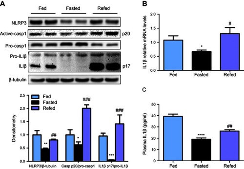 Figure 1 NLRP3-inflammasome is inhibited by nutrient deprivation and triggered by refeeding. (A) Western blot and densitometric analysis for NLRP3, active-casp1 and IL1β in liver of fed, fasted, and refed mice, with n=6 per group. (B) Relative mRNA levels of IL1β in liver of fed, fasted, and refed mice, with n=8 per group. (C) ELISA assay detected plasma levels of IL1β in fasting and refeeding mice, with n=8 per group. * P˂0.05, ** P˂0.01, *** P˂0.001 and **** P˂0.0001 compared to the fed group; #P˂0.05, ##P˂0.01 and ###P˂0.001 compared to the fasted group.