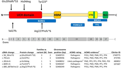 Figure 1. Pathogenic variants identified in Sweden, plotted along the BRCA1-associated protein-1 (BAP1) gene with the functional domains shown. Ubiquitin carboxyl hydrolase (UCH) domain; HBM, host cell factor 1 (HCF1) binding domain; nuclear localization signals (NLS); C-terminal domain (CTD), additional sex combs like (ASXL1/2) binding domain; BRCA1-associated RING domain protein 1 (BARD1) binding region; Breast Cancer type 1 (BRCA1)-binding region and Ying Yang 1 (YY1) binding region; Forkhead Box Protein K1/2. 1American College of Medical Genetics (ACMG) evidence: PVS1 - null variant (nonsense, frameshift, canonical ±1 or 2 splice sites, initiation codon, single or multi-exon deletion) in a gene where LOF is a known mechanism of disease. PM1-mutational hotspot, PM2–Absent from controls in Exome Aggregation Consortium (ExAC). PM4–Protein length changes as a result of in-frame deletions/insertions in a nonrepeat region or stop-loss variants. PP1–Cosegregation with disease in multiple affected family members in a gene definitively known to cause the disease. PP3–Multiple lines of computational evidence support a deleterious effect on the gene or gene product (conservation, evolutionary, splicing impact, etc.). PP4–Patient’s phenotype or family history is highly specific for a disease with a single genetic etiology. PS3–Functional studies. 2Functional studies of the missense variant c.281A > G, demonstrated an almost complete abolishment of enzymatic activity (Repo et al. Hum Mol Genet. 2019). This together with a co-segregation of a highly specific phenotype, absence of variant in controls, computational evidence and position in a hotspot gene site gives evidence that the variant is likely pathogenic.