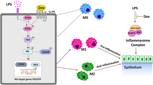 Figure 8 The putative molecular mechanisms of Dex mediated protection against LPS-induced lung injury. LPS stimulation enhances the NLRP3, ASC, and caspase-1 inflammasome complex activation in epithelium, and promotes alveolar macrophages polarize to M1 pro-inflammatory phenotype, leading to acute lung injury. Dex treatment ameliorates LPS-mediated NLRP3 inflammasome activation and promotes the differentiation of alveolar macrophages towards M2 anti-inflammatory phenotype, resulting in the reduction of pulmonary inflammation. Alveolar macrophages respond to LPS with pro-inflammatory changes that increase the activation of Akt signaling by promoting the phosphorylation of PTEN, PDK1 and Akt. α2-AR activation induced by Dex further activating Akt signaling by inhibiting PTEN phosphorylation, as PTEN is a negative regulator of Akt signal transduction. High levels of activated Akt shift alveolar macrophages from the inflammatory M1 phenotype toward the anti-inflammatory M2 phenotype through increasing M2 transcriptional factors STAT6 and ARF4, and thereby suppressing the pulmonary inflammatory response. All of these protective effects could ameliorate lung damage associated with LPS stimulation.