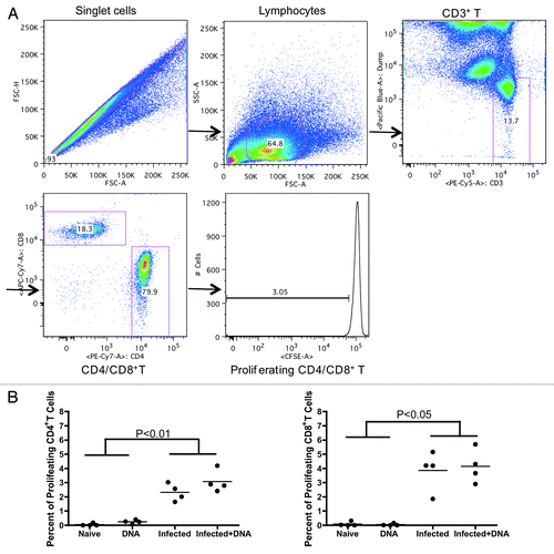 Figure 3. Proliferative capacity of antigen-specific T-cells in infected and/or vaccinated animals. Lymphocytes from all mice were isolated one week following the final immunization and analyzed for proliferative capacity. (A) Gating strategy shows proliferative capacity from CD4+ or CD8+ T cells. (B) Proliferative data for SEA antigen (medium alone values subtracted) is enumerated per immunization group and shown for CD4+ and CD8+ T-cells. *p < 0.05 per the unpaired t test.