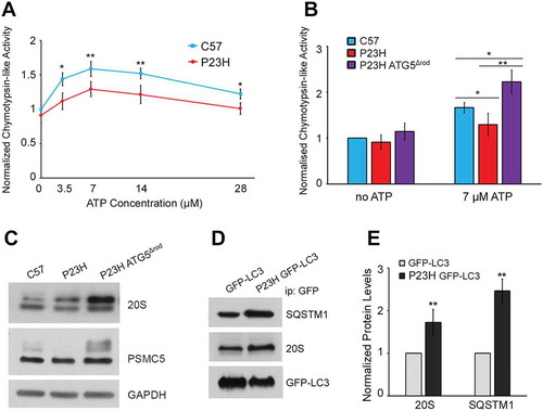 Figure 9. Proteasome degradation and decreased activity in the P23H mouse retina rescued by ablation of Atg5. (a) Cytosolic proteins from retinas of P23H and C57BL/6J mice assayed for proteasome peptidase activity over a range of ATP concentrations. Chymotrypsin-like activity was measured as the difference in fluorescence in the presence and absence of the specific inhibitor lactacystin (18 μM). N = 12, 2-way ANOVA. (b) Chymotrypsin-like activities of cytosolic retinal proteins without ATP or with ATP (7 µM) from P23H ATG5Δrod, P23H, and control C57BL/6J (C57) mice. (n = 8), unpaired t-test. (a–b) Data were normalized to chymotrypsin-like activity of the C57BL/6J sample without ATP. (c) Western blots probed for proteasome subunits 20S and PSMC5, and loading control GAPDH, in retinas of P23H ATG5Δrod, P23H, and control C57BL/6J mice. (d) Representative western blots and (e) quantification of autophagosome contents from retinas of P23H GFP-LC3 and control GFP-LC3 mice. Blots were probed for SQSTM1, 20S, and loading control GFP-LC3. (n = 4), unpaired t-test. Data are presented as mean ± SD; *, p < 0.05; **, p < 0.01. All mice were 1 month old.