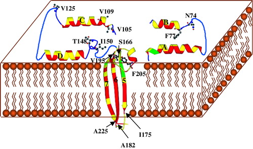 Figure 4. Schematic diagram of a possible model for insertion of Cyt2Aa1 into the cell membrane. The helices αA, αB, αC and αD bi nd the membrane and form an oligomer with other protomers. The regions between αD and β5 and between β6 and β7 act as hinges during the conformational changes following membrane binding. Sheets β5, β6 and β7 insert into the membrane and form an oligomer with similar sheets from other protomers to form a β-barrel pore. Residues in helices and sheets are coloured according to their hydrophobicity (red for hydrophobic, yellow for polar or charged and green for tyrosine). Sheet β3 which links helices αB and αC is not shown. The positions of the primary inactive mutant (I150A) and the high activity revertants are shown in ball and stick as the original residues in the wild type. I175, A182 and A225 are the residues at the C or N termini of β5, β6 and β7, respectively.