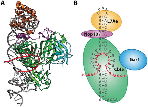 Figure 1. Architecture of a pyrococcal H/ACA complex. (A) Crystal structure (3HAY) [Citation10] showing a representation of a functional RNP. (B) Schematic representation and RNA sequence used in this study