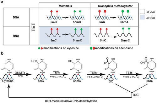 Figure 1. TET-driven demethylation on different substrates (RNA/DNA) in mammals and D. melanogaster. (a) TET in mammals and D. melanogaster demethylates the DNA on cytosines and adenosines, respectively. RNA demethylation is also carried out by TET in D. melanogaster; however, it has only been investigated in vitro in mammals. (b) A schematic representation of active DNA demethylation by TET, TDG (thymidine-DNA-glycosylase) and BER (base excision repair)-mediated pathways