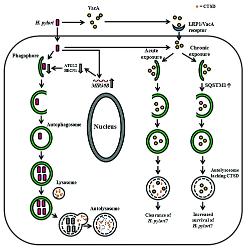 Figure 2.H. pylori-associated autophagy in gastric epithelial cells. Upon induction of autophagy by H. pylori in gastric epithelial cells, internalized bacteria are able to multiply inside the autophagosome and are degraded after fusion of the autophagosome with a lysosome. H-pylori-induced autophagy seems to depend on ATG5 and ATG12. The miRNA MIR30B impairs autophagy via downregulation of ATG12 and BECN1. VacA can induce autophagy after internalization mediated by LRP1/other unknown receptors and is degraded within the autophagosome. Acute exposure to VacA induces formation of autophagosomes that results in the degradation of VacA and might contribute to bacterial clearance, whereas chronic exposure to VacA results in the accumulation of SQSTM1 and formation of defective autolysosomes, which lack CTSD. The latter has been proposed to impair cargo degradation and contribute to intracellular survival of H. pylori.