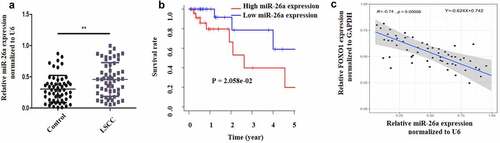 Figure 1. MiR-26a is increased and FOXO1 is suppressed in human LSCC. (a) MiR-26a expression in LSCC and normal adjacent tissues. (b) The survival rate curve in high miR-26a expression or low miR-26a expression. (c) The link between miR-26a and FOXO1 determined by Pearson correlation. N = 5; **P < 0.05 by two-sided Student’s t test, versus the control group