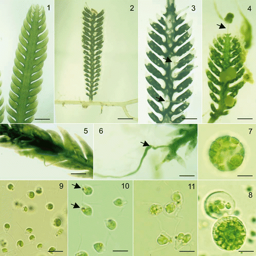 Figs 1–11. Sexual reproduction in Caulerpa taxifolia. Fig. 1. A mid-green vegetative frond. Fig. 2. Stolons of fertile plants turn white following the transfer of the protoplast into the frond. Fig. 3. The protoplast in mature fronds withdraws from the tips of the lateral branches of the frond and from around the bases of the discharge tubes (arrows). Fig. 4. Mucilage is released from the discharge tubes on the lower part of the frond while the first gametes to be released from the barely visible discharge tube at the frond apex (arrow) are trapped in the mucilage. Fig. 5. The releasing frond loses the reticulate patterning as the gametic masses move to be released from the discharge tube (lower edge of frond). Fig. 6. Gametes are released in a mucilaginous stream which often increases in diameter (arrow) when the stream leaves the tube. Fig. 7. Female gametangia usually contain eight female gametes. Fig. 8. Intact (foreground) and releasing male gametangia. Fig. 9. Male gametes lack an eyespot. Fig. 10. Female gametes have an eyespot (arrow). Fig. 11. Pairing of male and female gametes. Scale bars: 2 mm (Fig 1), 2.6 mm (Fig. 2), 1.2 mm (Fig 3), 1.6 mm (Figs 4, 5), 3 mm (Fig. 6), 7 µm (Figs 7–11).
