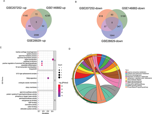 Figure 2 Identification of hub DEmRNAs. (A) Venn diagram of up-regulated DEmRNAs in GSE207252, GSE146882 and GSE28829 datasets; (B) Venn diagram of down-regulated DEmRNAs in GSE207252, GSE146882 and GSE28829 datasets; (C) Bubble plot of GO functional enrichment analysis of hub DEmRNAs; (D) KEGG functional enrichment analysis of hub DEmRNAs. *P <0.05; **P <0.01.