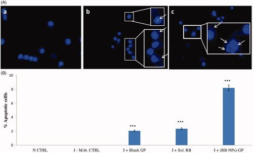 Figure 4. Cell death induction. (A) Analysis of changes in nuclear morphology. Photomicrographs showing nuclear morphology of J774.1 cells upon DAPI staining of (a) uninfected, untreated control cells, (b) after 24 h exposure of M. tuberculosis infected cells to 10 µg/ml and (c) 100 µg/ml of (RB-NPs)-GP. (RB-NPs)-GP treated cells showed nuclear disintegration and blebbing as indicated by arrows. (B) Quantitative analysis of cell death induction by (RB-NPs)-GP. Flow cytometric data on % apoptotic cells obtained upon PI staining after exposure of M. tuberculosis infected macrophage with 10 µg/ml of blank GP, soluble RB and (RB-NPs)-GP. (***p < 0.0001 as compared to Uninfected, untreated and infected, untreated controls).