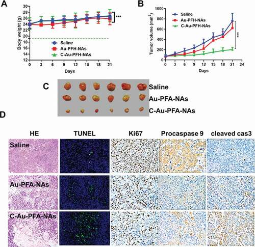 Figure 7. (a) Body weight (g), (b) Tumour volume (mm3). (c) Morphology of the tumours 21 days after treatment. The tumour volume, tumour weight, and average body weight. (d) Representative HE, TUNEL, Ki67, procaspase 9, and cleaved caspase 3 analysis of the tumours excised from the treated groups after injection of the drugs. The image magnification is x400. P values < 0.05 were considered statistically significant ***p < 0.001)