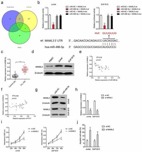 Figure 3. MiR-486-5p targeted and negatively regulated MAML3. (a) The putative binding site of miR-486-5p on 3ʹ-UTR of MAML3 was predicted by miRanda, RNA22, and TargetScan bioinformatics tools. (b) Luciferase reporter assays for Jurkat and SUP-B15 cells transfected with MAML3-wt reporter or MAML3-mut reporter, as well as miR-486-5p mimics. (c) The expression of MAML3 in plasma samples from ALL and healthy controls. (d) The expressions of MAML3 in Jurkat and SUP-B15 cells, as well as PBMC, were detected by Western blotting. (e-f) Pearson correlation analysis for the correlation between relative expression levels of MAML3 and PVT1, miR-486-5p in ALL. (g) The expressions of MAML3 in miR-486-5p transfected Jurkat and SUP-B15 cells were detected by Western blotting. (h) Jurkat and SUP-B15 cells were transfected with si-NC or si-MAML3. The relative expression level of MAML3 after transfection was detected using the qRT-PCR assay. (i) The proliferation of Jurkat and SUP-B15 was detected using CCK-8. (j) The apoptosis of Jurkat and SUP-B15 were measured using flow cytometry analysis. **P< 0.01 compared to si-NC.