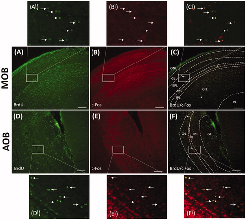 Figure 4. Fos expression in newborn cells in the main olfactory bulb (MOB) and accessory olfactory bulb (AOB) after single maternal separation (SMS). Images showing double-labeled sections for BrdU (A, D) and Fos (B, E) in the MOB and AOB of P21 animals after SMS. Arrows indicate colocalization of BrdU and Fos in the MOB (C) in the EPL, ML and Gr as well as AOB (F) in the GrL and NL. A′, B′, C′, D′, E′, F′: Magnifications of the boxed areas in A, B, C, D, E, F, respectively. Scale bar 200 µm. ONL: olfactory nerve layer; GL: glomerular layer; EPL: external plexiform layer; ML: mitral cell layer; IPL: internal plexiform layer; GrL: granule cell layer; VL: ventricular subependymal layer; NL: nerve layer.