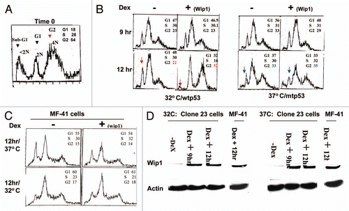 Figure 5 Wip1 induces G2/M arrest but also decreases cellular apoptosis in Mouse fibroblasts. (A) Mouse fibroblasts were treated with Nocadazole (0.1 µg/ml) for 40 h. The cell cycle profile of these treated cells shows a relatively nice synchronization at G2 population. (B) Cell cycle analysis on Nocodazole-synchronized clone 23 cells shows a better G2 arrest triggered by Wip1 in cells carrying functional p53. The cell cycle profiles presented here in DNA content histogram are those of 9 h and 12 h at 32°C (left part) and 37°C (right part). Wip1 induction (+) can increase cell population in G2 phase and decrease sub-G1 peak (arrow pointed) at time of 12 h at 32°C, but not at 37°C. (C) Wip1 induction has no effect on synchronized MF-41 cells. (D) Wip1 protein expression in both MF41 cells and clone 23 cells upon the Dex addition. Left part is for cells at 32°C and right part is for cells at 37°C, and both show the correct levels of Wip1 protein expression in cells used for cell cycle analysis, indicating the conditional system remains intact.