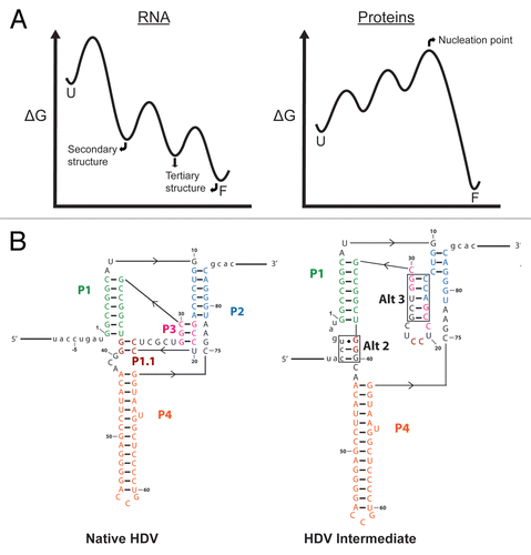 Figure 3 (A) Free energy diagrams comparing RNA and protein folding. Folding of RNA typically proceeds through intermediates of increasing stability, with secondary structure forming first from unfolded structures (U), followed by steps of tertiary contact formation to give a fully folded conformation (F). Many small proteins, on the other hand, do not accumulate intermediates because partially-ordered conformations are less stable than unfolded forms even under conditions that favor global folding. (B) Secondary structures of the native hepatitis delta virus (HDV) and an intermediate with non-native base pairings.Citation68 Nucleotides are color-coded according to their native fold. Alternate base pairings in the HDV intermediate are boxed and labeled.