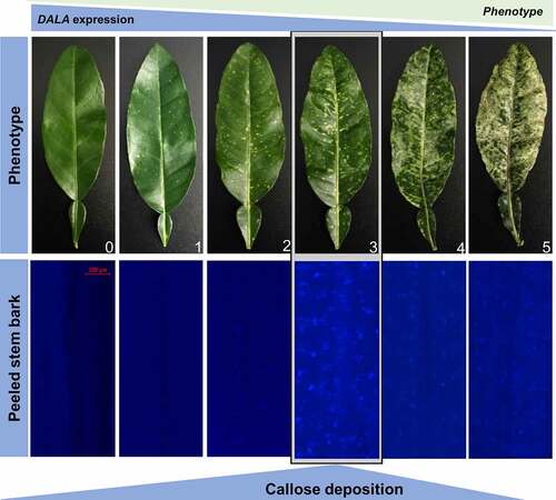 Figure 1. Silencing of δ‐aminolevulinic acid dehydratase via Citrus tristeza virus-induced gene silencing (CTV-IGS) causes callose deposition in citrus phloem tissue. Note the increased amount of callose deposits in the phloem tissue as seen in peeled stem bark is correlated with the increase in phenotype, but the highest amount is found in the moderate phenotype. Callose deposits were visualized by staining with aniline blue. Zero: control plants (CTV-wt). 1–5: degrees of phenotype in ALAD-silenced plants (CTV-tALAD-as).