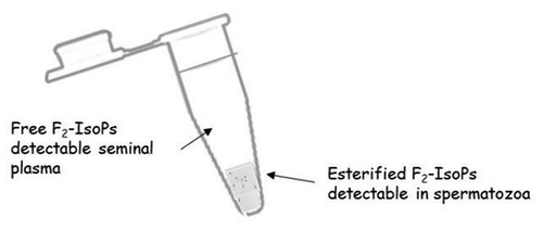 Figure 3. F2-IsoP formation is valuable in both spermatozoa and seminal plasma. Upon semen fractionation (by centrifugation) into its seminal plasma and spermatozoa, F2-isoprostanes (F2-IsoPs) levels were determined, as free F2-IsoPs and esterified F2-IsoPs, respectively. According to the mechanism shown in Figure 2 and the text, in seminal plasma free F2-IsoPs can be released from the phospholipid backbone of sperm (or other different cell) membrane; in spermatozoa, F2-IsoPs can be detected as still esterified to phospholipid.