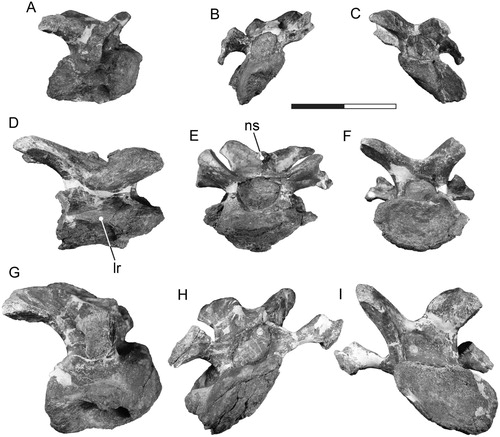 FIGURE 4. Tanius sinensis holotype cervical vertebrae. Cervical 5 (PMU 24720/5) in A, lateral, B, anterior, and C, posterior view. Cervical 6 (PMU 24720/6) in D, lateral, E, anterior, and F, posterior view. Cervical 7 (PMU 24720/7) in G, lateral, H, anterior, and I, posterior view. Scale bar equals 100 mm. Abbreviations: lr, lateral ridge; ns, neural spine.