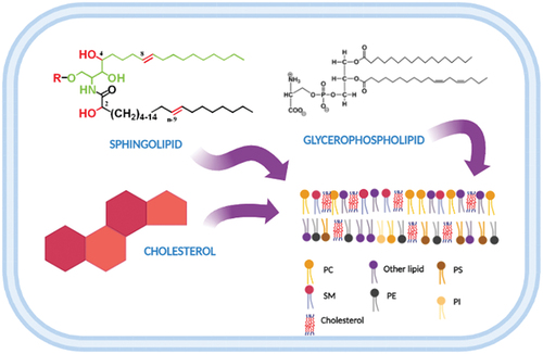 Figure 2. The lipids classes that plays an important role in controlling membrane structure. PC: phosphatidylcholine; SM: sphingomyelin; PE: phosphatidylethanolamine; PI: phosphatidylinositol; PS: phosphatidylserine. Created with BioRender.com.