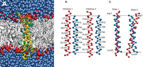 Figure 1.  The structure of the c-subunit of ATP synthase. (A) The coarse-grain representation of the c-subunit monomer in a POPE bilayer with surrounding water. (B) A pictorial description of the helix-helix interfaces (interface-1 and 2). The helices are rotated by 90° around the membrane normal with respect to Fgure 1A and 1C. Interface-1 is characterized by the residues Ala-13, Met-16, Ala-20, Ala-24, (Gly-27) Ile-28, Leu-31 in helix-1 and Thr-51, Phe-54 (Ile-55), Gly-58, Ala-62, Ile-66, Gly-69, Tyr-73 in helix-2. The residues characterizing interface-2 are Tyr-10, Ala-14, Met-17, Ala-21, Ala-25, Ile-28, Gly-29, Gly-32 in helix-1 and Thr-51, Phe-54, Gly-58, Ala-62, Ile-66, Gly-69, Tyr-73 in helix-2. (C) A pictorial description of the two states sampled in the simulations. State-1 is characterized by a low cross-over angle and state-2 with a large cross-over angle. This Figure is reproduced in colour in Molecular Membrane Biology online.