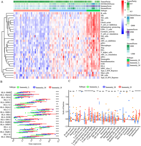 Figure 2 Immune infiltration scoring for three clusters. (A) Landscape of the characteristics of immune infiltration in the TCGA cohort. (B) Comparison of the expression levels of HLA genes between three clusters. (C) Comparison of the immune cell infiltration levels between three clusters. *P < 0.05; **P < 0.01; ***P < 0.001.