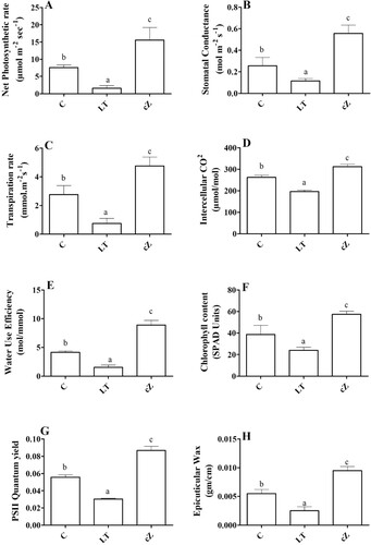 Figure 12. Determination of net photosynthetic rate (A), Stomatal conductance (B), Transpiration rate (C), Intercellular CO2 concentration (D), Water use efficiency (E), Chlorophyll content (F) and PSII quantum yield (G) and Epicuticular wax (H) in the plants of Z. mays after been exposed to cZ (5 5 µM) or and its inhibitor – lovastatin – LT (5 5 µM). Data are mean from 3 independent experiments with standard error bars. Bars labeled with different letters are significantly different (Duncan test; p < 0.05). Experiment was performed at least times in triplicates for validation.