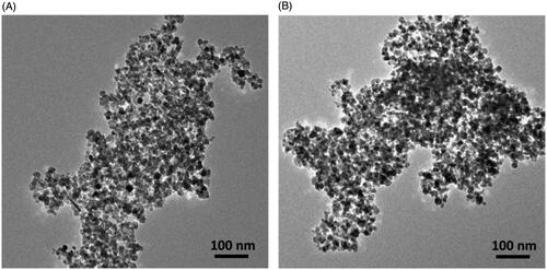 Figure 1. TEM images of (A) Fe3O4 MNPs and (B) Fe3O4@RFMP MNPs. Scale bar: 100 nm.