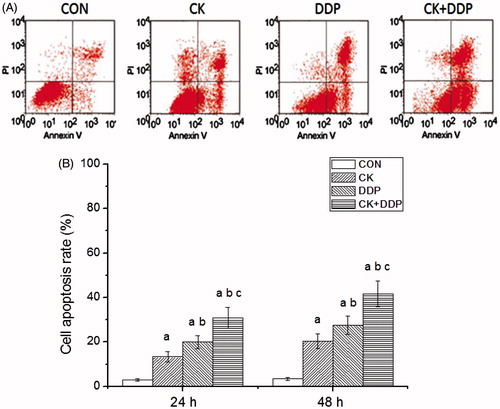 Figure 3. Effect of CK combined with DDP on the apoptosis rate of MCF-7 cells. (A) Flow cytometric analysis after 48 h; (B) cell apoptosis rate after 24 and 48 h. Each value is presented as mean ± SD (n = 3). ap < 0.05 compared with those in the CON group, bp < 0.05 compared with those in the CK group, cp < 0.05 compared with those in the DDP group.