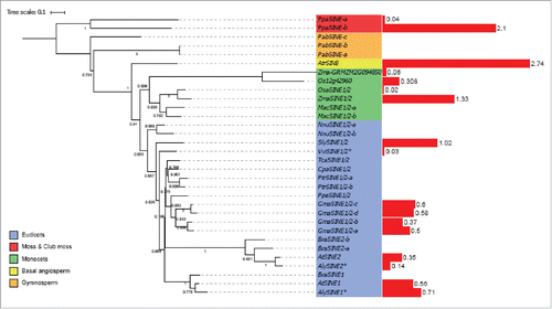 Figure 5. Phylogenetic tree of SINE1, SINE2 homologues proteins.