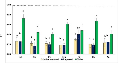 Figure 4. Translocation factors (TF) of heavy metals of the three oil crops: Indian mustard, rapeseed, and maize in the experimental rotation system. Means with different letters are significant at P < 0.05, the standard deviation is denoted as ± SD (n = 3).