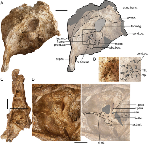 Figure 5. Caudal and ventral views of the cranium of Genyornis newtoni, digitally cropped from the images of the entire skull: A. SAMA P59516 image and annotated outline in caudal view; B. SAMA P59516 fossa parabasalis and associated foramina for nerves, focus region outlined in A.; C. Complete ventral view of SAMA P59516 with box indicating region featured in D.; D. Ventral cranium, SAMA P59516 image and annotated outline, rotated anti-clockwise from C. Annotations: can., canal tentatively identified as canalis orbitalis (see Baumel and Witmer Citation1993: annot. 95); cfp., crista fossae parabasalis; coe., ostium canalis ophthalmici externi; cond.oc., condylus occipitalis; cr.bas.lat., crista basilaris lateralis; cr.nu.trans., crista nuchalis transversus; cr.ven., crista ventralis; f.para., fossa parabasalis; fng., foramen n. glossopharyngealis (IX); fnh., foramen n. hypoglossi (XII); fnv., foramen n. vagi (X); inc.mc., incisura mediana condyli; for.mag., foramen magnum; i.para., lamina parasphenoidalis; m.rec., insertion for musculus rectus capitis dorsalis; occ., ostium canalis carotici and branch of nerve VII; pr.basi., processus basipterygoideus; pr.par., processus paroccipitalis; prom.ex., prominentia exoccipitalis; r.para., rostrum parasphenoidalis (basis rostri parasphenoidalis); s.int., septum interorbitale; tu.au., tuba auditiva communis; tubc.bas., tuberculum basilare. Scale bars: A., D. 20 mm, B. 10 mm, C. 40 mm. Dark grey shading indicates regions where damage precludes morphological assessment, and light grey indicates foramen and fossae. Dotted lines in D. indicate the alignment and distortion of the sagittal plane of each region.