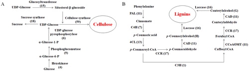 Figure 4. Number of P. neoveitchii unigenes that may be involved in the biosynthesis pathways of cellulose (A) and lignin (B).