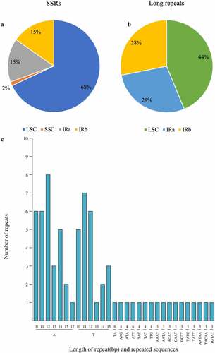 Figure 4. The type, number, and presence of SSRs and long repeats in the Cp genome of P. asiatica. (a) Presence of SSRs in the LSC, SSC, IRa, and IRb regions. (b) Presence of long repeats in the LSC, IRa, and IRb regions. (c) Type and number of SSRs in the Cp genome of P. asiatica.