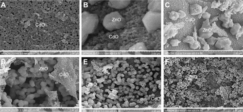 Figure 3 SEM images of (A) (CdO)1.00 (ZnO)0.00, (B) (CdO)0.80 (ZnO)0.20, (C) (CdO)0.60 (ZnO)0.40, (D) (CdO)0.40 (ZnO)0.60, (E) (CdO)0.20 (ZnO)0.80, and (F) (CdO)0.00 (ZnO)1.00 nanoparticles calcined at 600°C.Abbreviations: SEM, scanning electron microscopy; CdO, cadmium oxide; ZnO, zinc oxide.