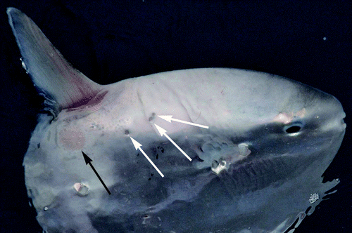 Figure 2. Small spots (pointed by white arrows) and a spot with inflamed skin (pointed by black arrow) near the dorsal fin base of the ocean sunfish possibly after removal of Pennella sp. by “cleaners” (photographed by K.S.).