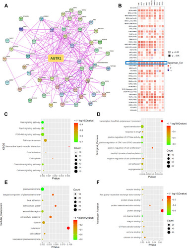 Figure 5 AGTR1-related genes enrichment analysis. (A) The protein-protein interaction networks of experimentally determined AGTR1-binding proteins. (B) Heat map of the correlation between the top 10 AGTR1-related genes and AGTR1 in pan-cancer. All ten genes were significantly positively related to AGTR1 in lung adenocarcinoma (C) Pathway enrichment analysis of the AGTR1-related genes. (D–F) The top 10 items of GO analysis: biological processes, cellular components, and molecular functions of the AGTR1-related genes.