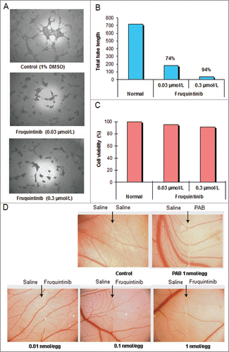 Figure 3. Fruquintinib inhibited HUVEC tubule growth and CAM angiogenesis. Tube formation was suppressed significantly after treatment with fruquintinib at 0.3 μmol/L for 18 hours (A and B) No cytotoxicity was seen at the same concentration of fruquinitib in HUVECs. The plates were incubated for 3 hours at 37°C and fluorescence value was read at Ex 530 nm and Em 590 nm on Tecan (C) Fruquintinib displayed strong inhibition on the development of new blood vessels in the chick embryo (D) Left and right panels, as arrows indicated, were treated with saline and compound, respectively. Pseudolarix acid B was used as a positive control.