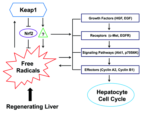 Figure 7. A hypothesis for Keap1-mediated hepatic redox cycle and hepatocyte cell cycle in regenerating livers. Redox sensor Keap1 modulates the cycle of free radicals produced by regenerating livers by both Nrf2-depedent and -independent mechanisms. Keap1 also regulates the activities of hepatocyte mitogenic signaling molecules, including c-Met, EGFR, Akt1, and p70S6K, and their downstream effectors, including Cyclins A2 and B1. Nrf2 needs to be kept quiescent when hepatocytes are replicating. The threshold of Keap1 expression is tightly controlled to ensure the proper coupling of hepatic redox cycle and hepatocyte cell cycle, thereby enabling hepatocytes to enter and progress through the cell cycle smoothly and rhythmically during liver regeneration.