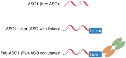 Figure 1. Scheme of ASO1, ASO1-linker and Fab–ASO1.