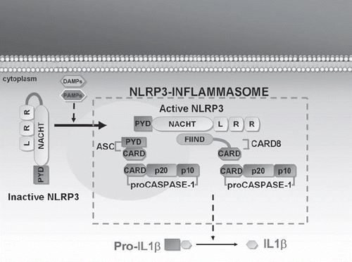Figure 3. Mechanism of NLRP3 action in the pathogenesis of CAPS. Cryopyrin (or NLRP3) plays a key role in the inflammatory response by regulating IL-1β secretion. At rest, NLRP3 is inactive. Upon NLRP3 activation by means of agonist recognition, as with PAMPs (such as muramyl dipeptides, lipopolysaccharide, peptidoglycan, bacterial or viral RNA) and DAMPs (such as uric acid, ATP, or ultraviolet B radiations), NLRP3 interacts with several proteins (such as ASC and CARD8) to form the NLRP3–inflammasome: this multimolecular complex leads to caspase-1 activation, which in turn catalyzes the processing of IL precursor to IL-1β. (IL = interleukin; PAMPs = pathogen-associated molecular patterns; DAMPs = damage-associated molecular pattern molecules; PYD = pyrin domain; NACHT = nucleotide-binding oligomerization domain; LRR = leucine-rich repeat; ASC = apoptosis-associated speck-like protein containing a CARD; CARD = caspase recruitment domain; CARD8 = caspase recruitment domain family, member 8; FIIND = function to find domain).